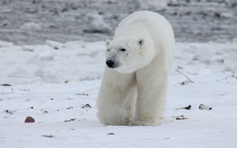 White Bear Names