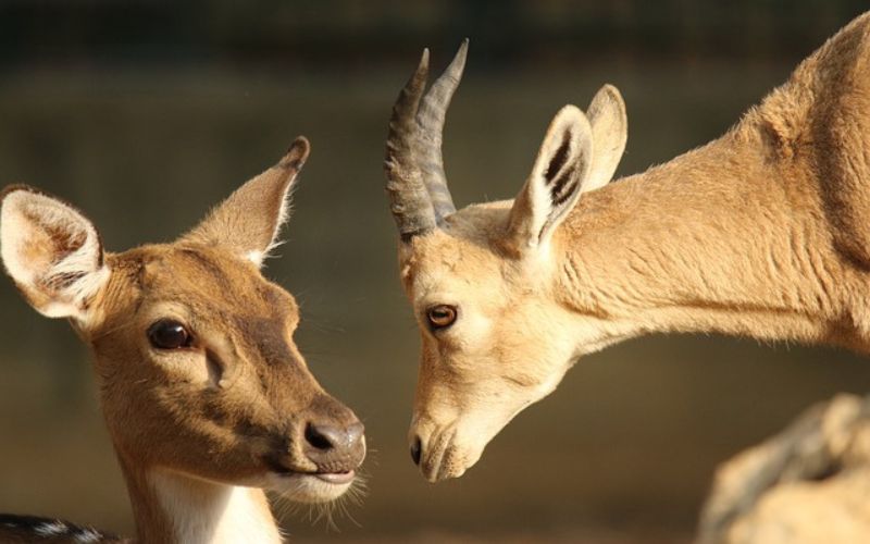 Baby Gazelle Names