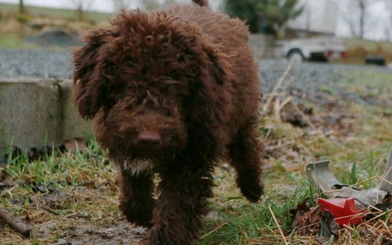 Badass Lagotto Romagnolo Names