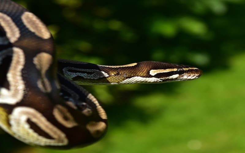 Ball Python Morphs