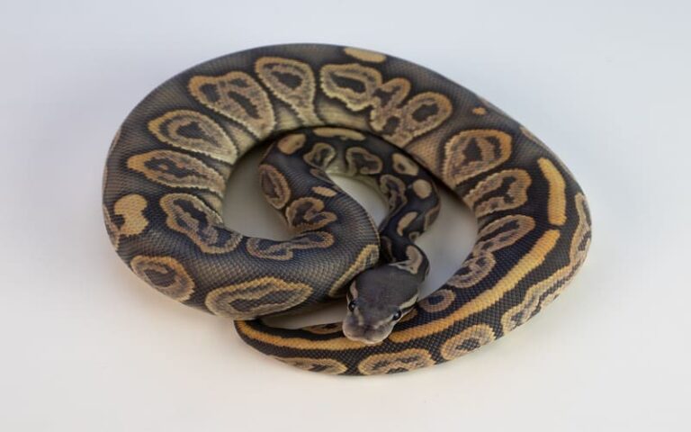 570 Captivating Ball Python Names for Your Slithery Companion