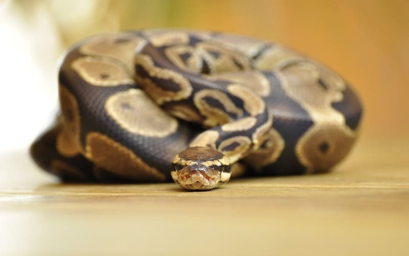 Ball Python Names Girl