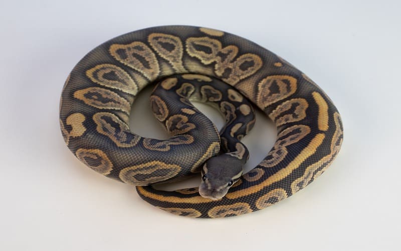 Ball Python Names