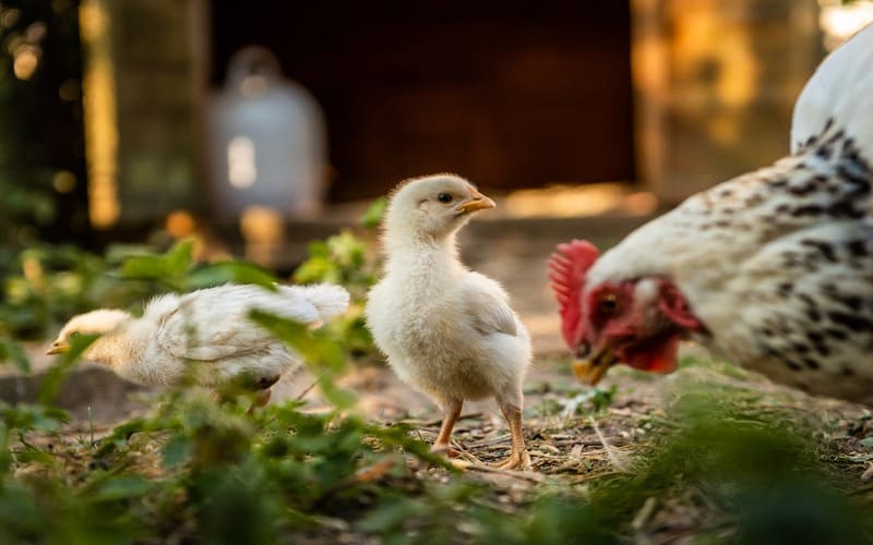 Best Chicken Names