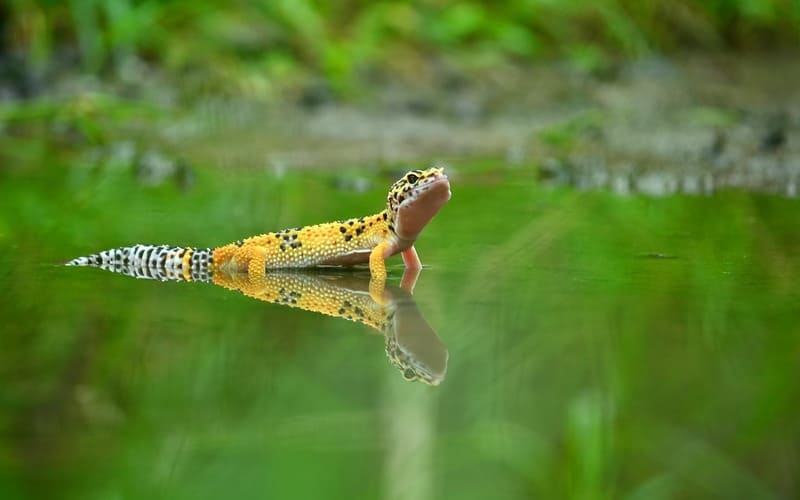 Best Leopard Gecko Names