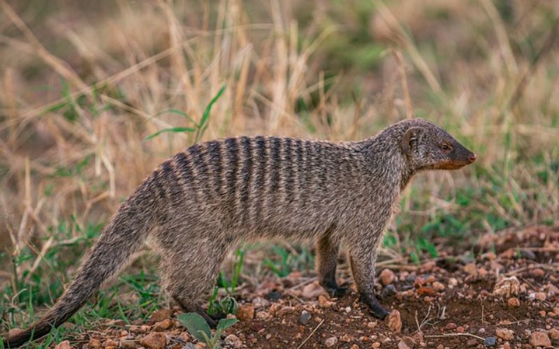 Best Mongoose Name