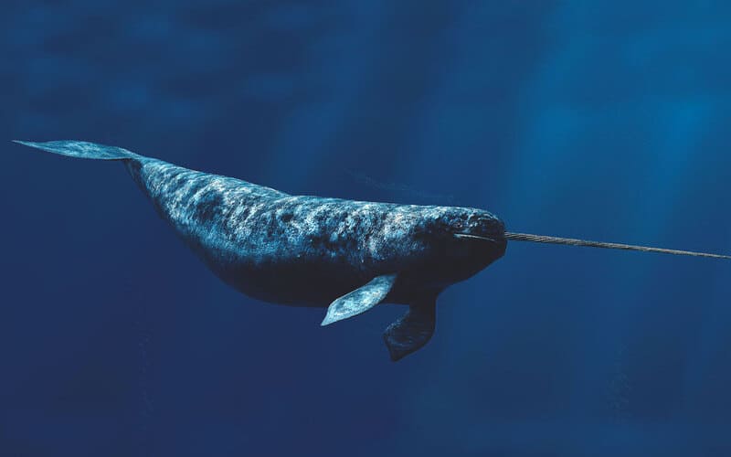 Best Narwhal Names