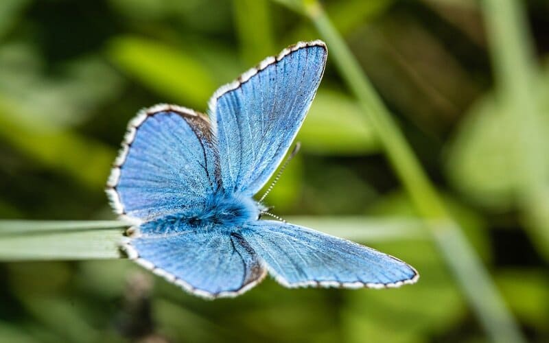 Blue Butterfly Names