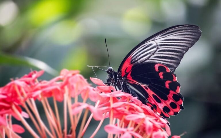 690 Beautiful Butterfly Names: Colors Everywhere