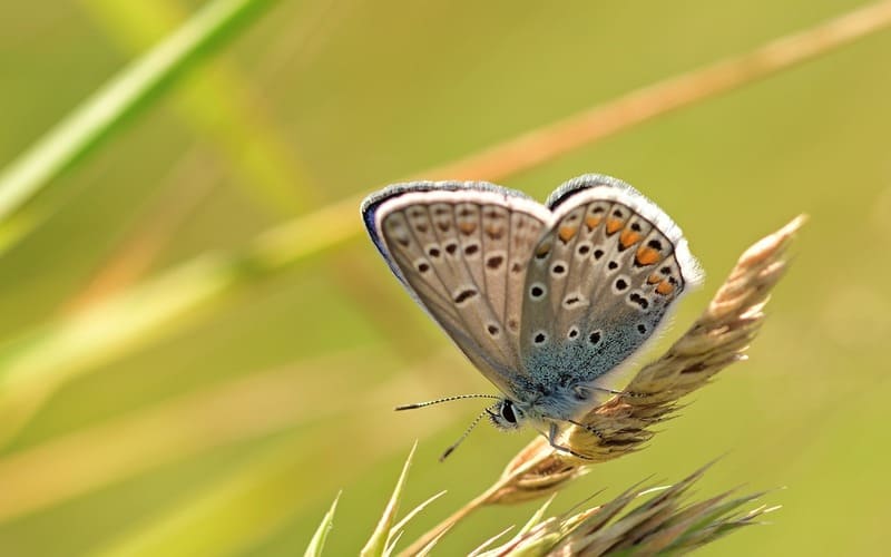 Butterfly Names for Pets