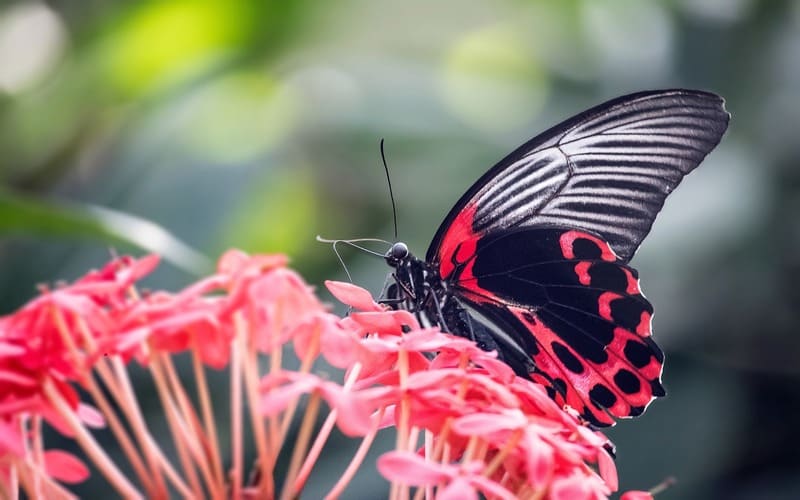 Butterfly Names