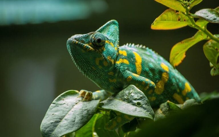 510 Unique Chameleon Names:  Phenomenal Choices