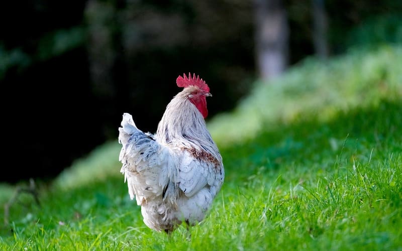 Chicken Breed Names