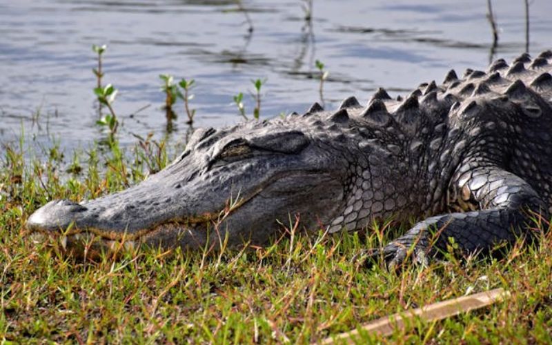 Cool Alligator Names