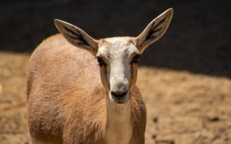 Cool Names for Gazelle