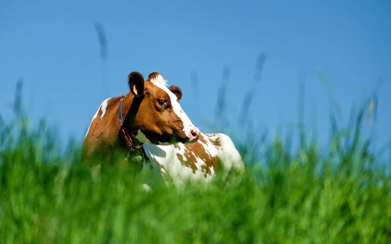 Cow Names Female