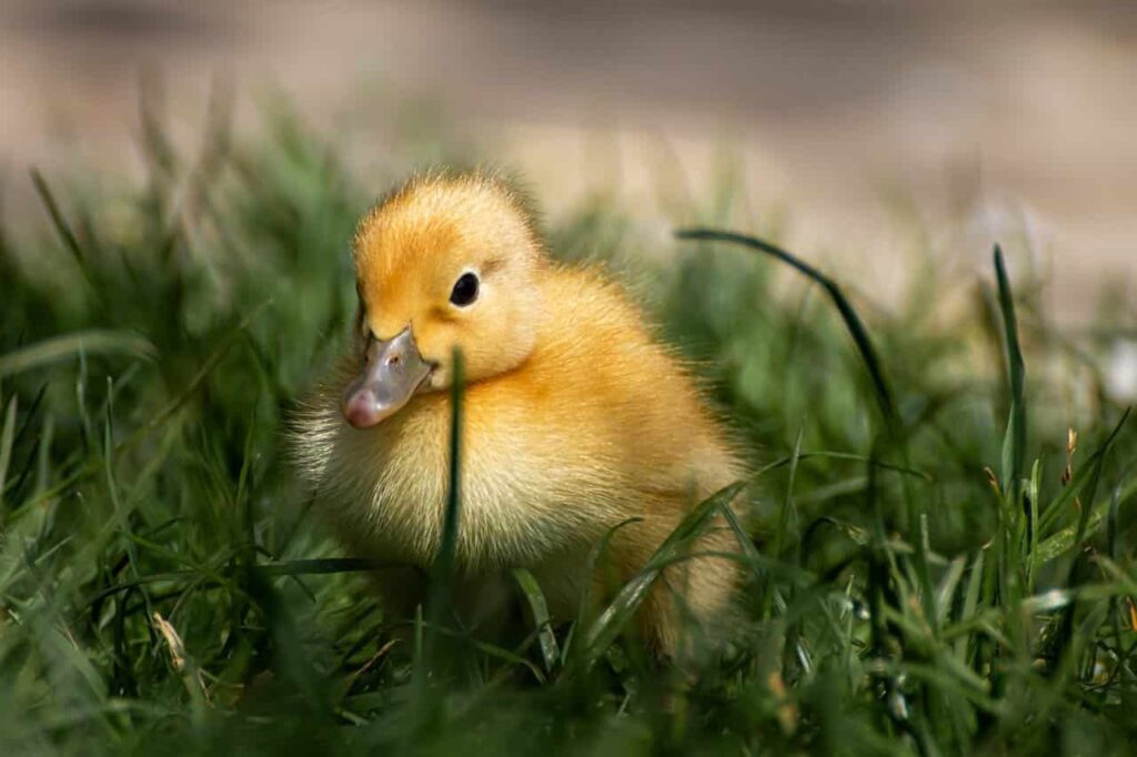 Baby-Duck-Names