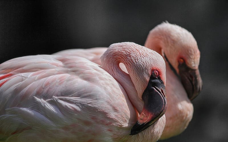 Cute Flamingo Names