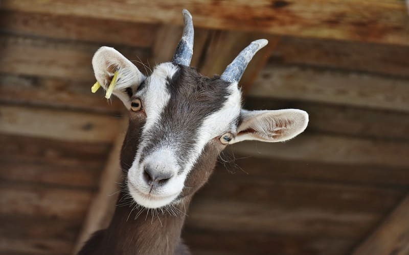 Cute Goat Names