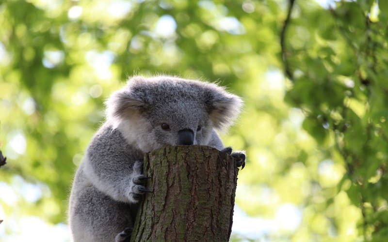 Cute Koala Names That Start with K