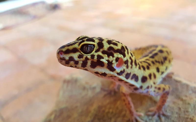 Cute Leopard Gecko Names Girl