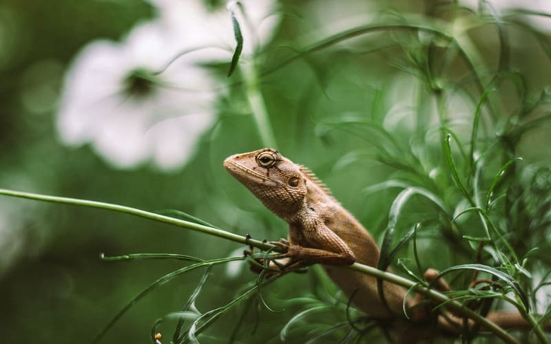 Cute Lizard Names