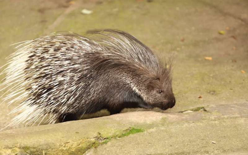 Cute Porcupine Names