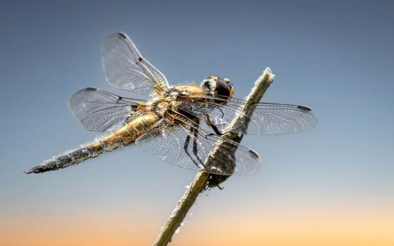 480 Enchanting Dragonfly Names: Creative Options