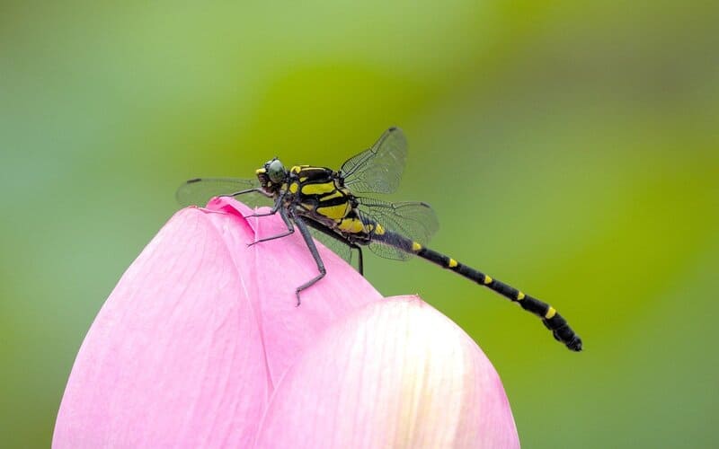 Dragonfly Names Girl