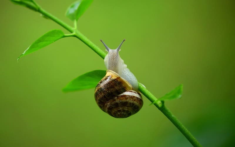 Famous Snail Names