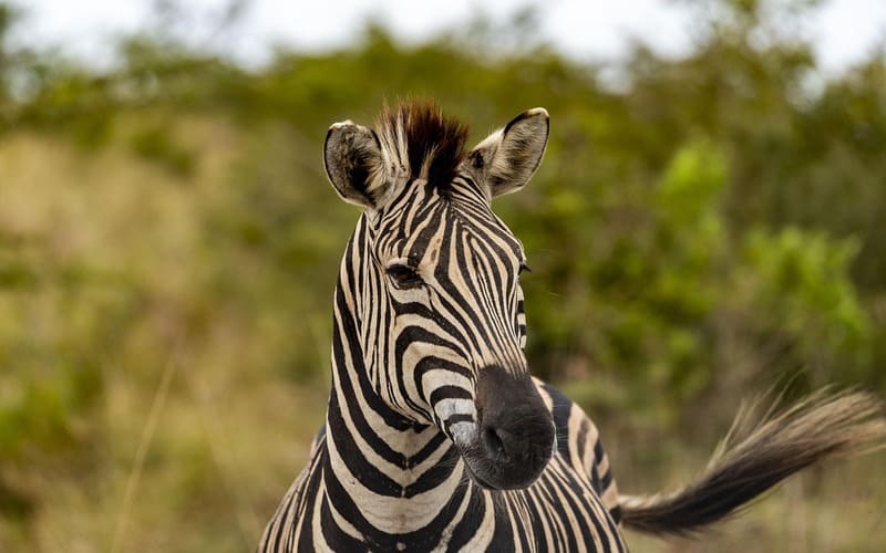 Famous Zebra Names