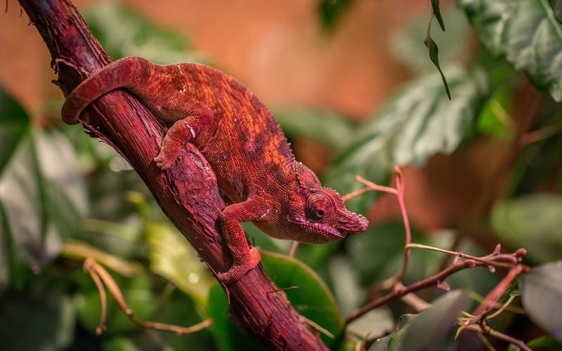 Female Chameleon Names