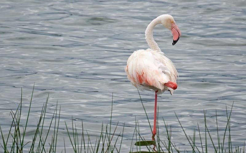 Flamingo Names Male