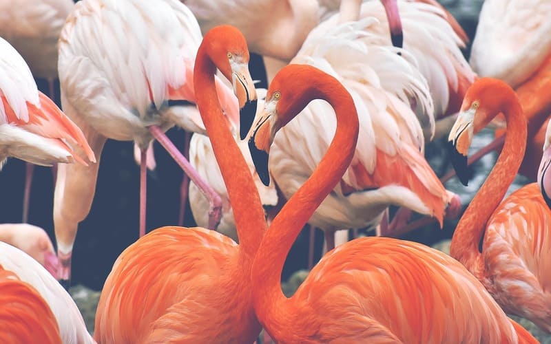 Flamingo Names