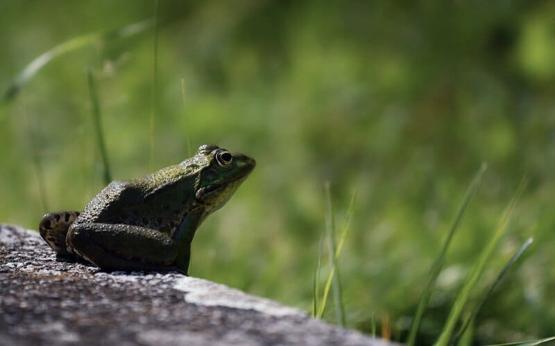 Frog Names Cute