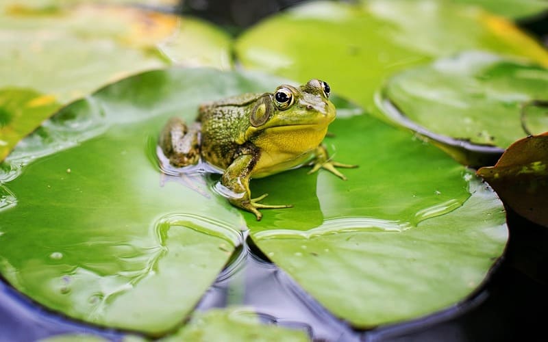 Frog names