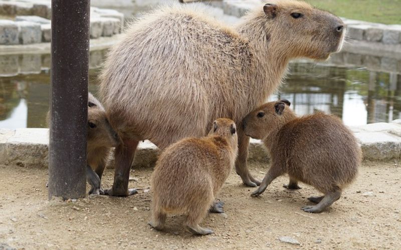 Funny Capybara Names