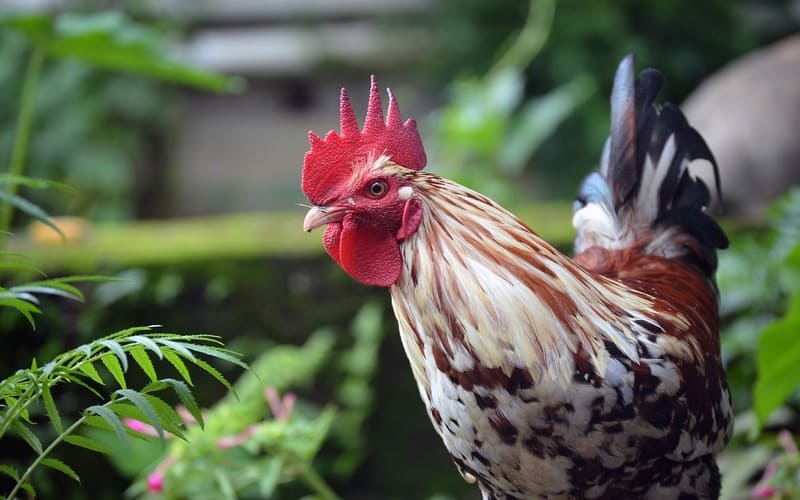 Funny Chicken Names Girl