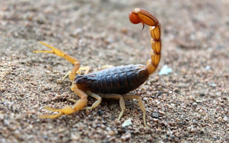 Funny Scorpion Names