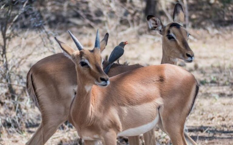 900 Cool Gazelle Names With Meanings & Origins