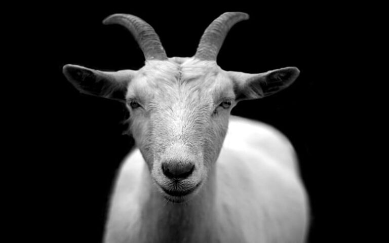 690 Creative Goat Names Ideas for Your Pet