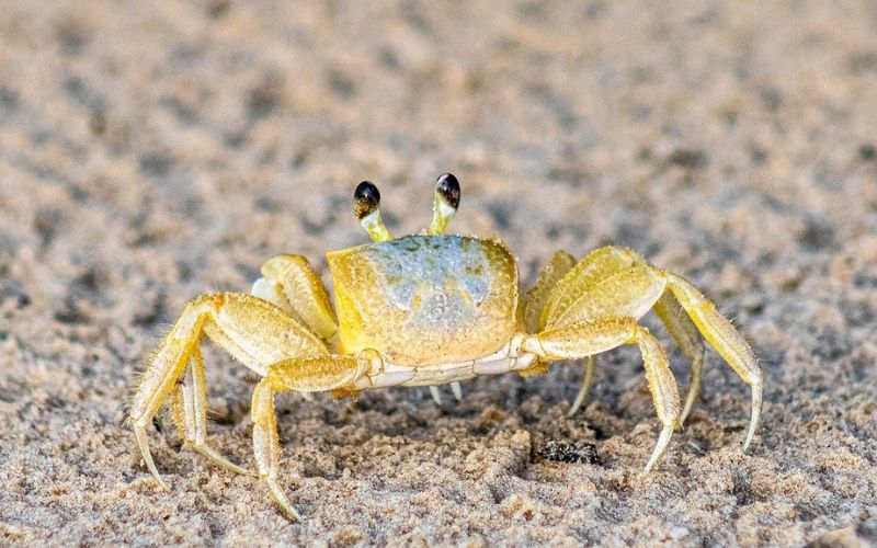 Good Hermit Crab Names