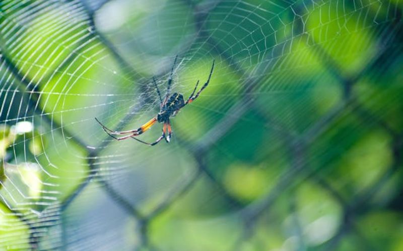 Jumping Spider Names