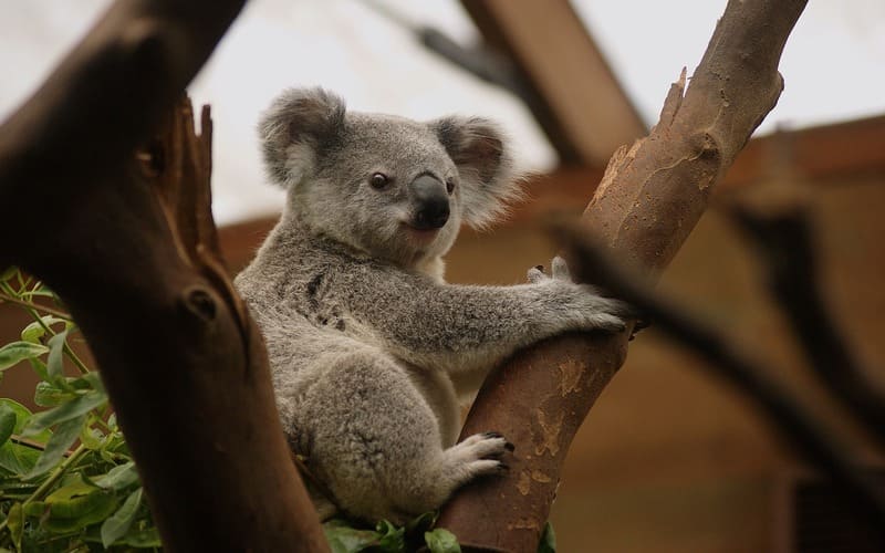 Koala Names Female