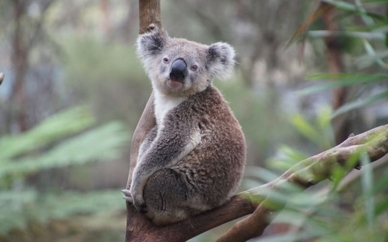 Koala Names from Movies