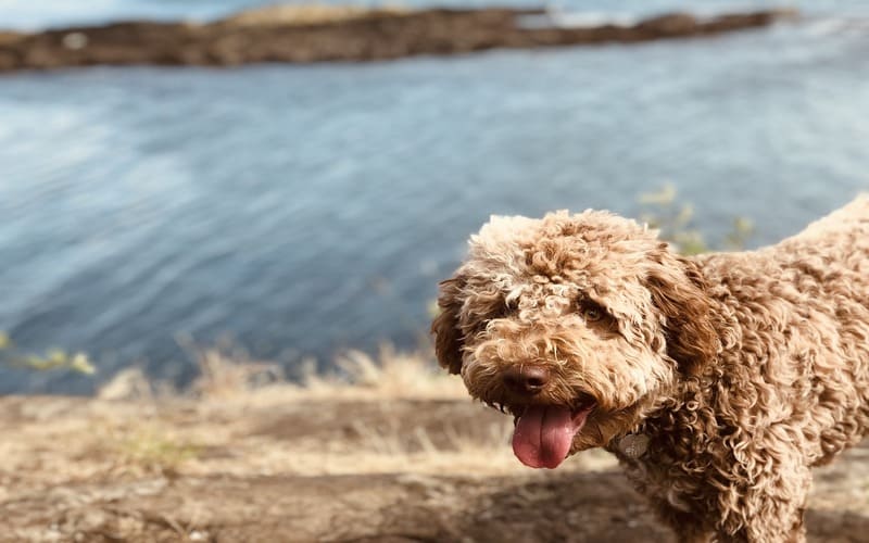 Lagotto Romagnolo Names Male