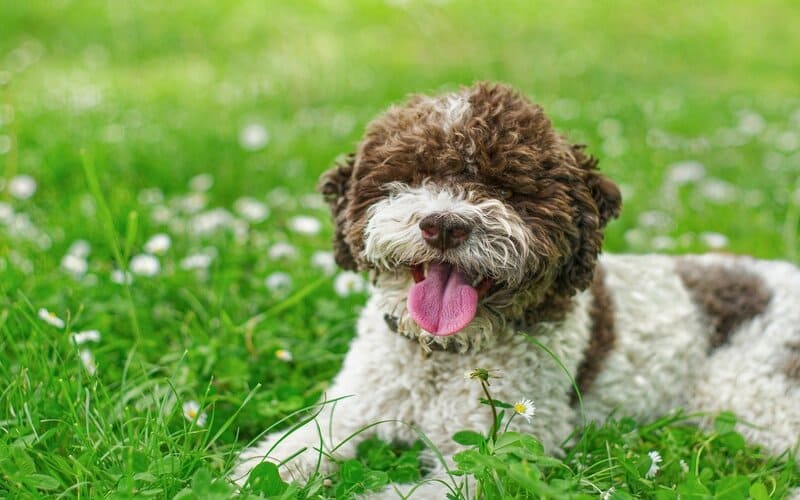 Lagotto Romagnolo Names