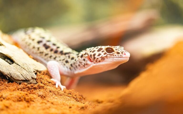 510 Perfect Leopard Gecko Names: Tips and Inspiration