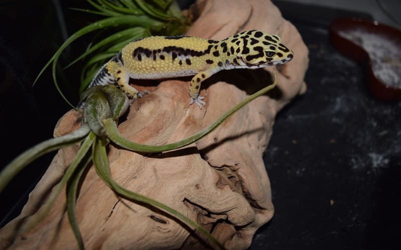 Leopard Gecko Pet Names