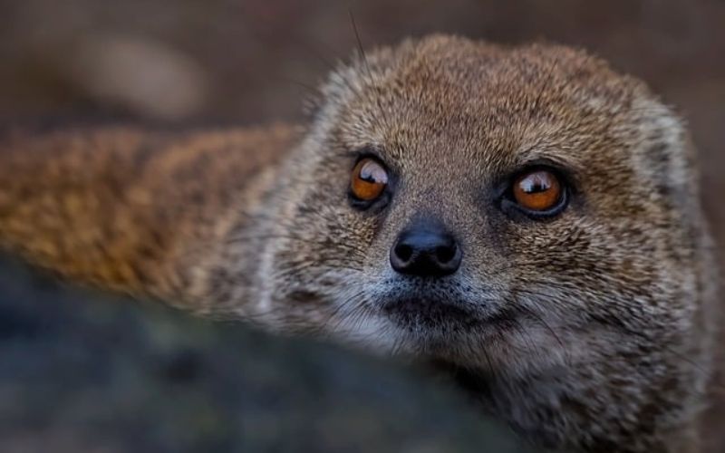 Mongoose Name